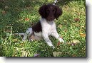 Mal� m�nsterlandsk� oha�