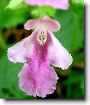 Levandule L�ka�sk�