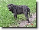 Neapolsk� mastin