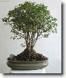 Sager�cie �ajov�