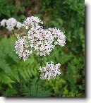 Kozl�k L�ka�sk�