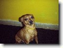 Trpasli�� pin�