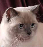 Chovatelska stanice ps�: BONACCIA*CZ