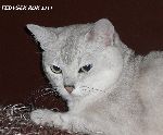 Chovatelska stanice ps�: DAIMONT CAT.CZ