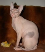 Chovatelska stanice ps�: TIR NAM BEO