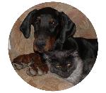 Chovatelska stanice ps�: SILENT WIND