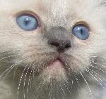 Chovatelska stanice ps�: RAGDOLL LEGEND