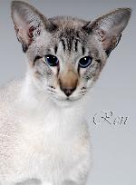 Chovatelska stanice ps�: LENKAT.CZ