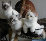 Chovatelska stanice ps�: TRICYRTIS