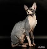 Chovatelska stanice ps�: PHARAOH SPHYNX