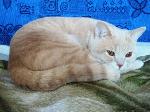 Chovatelska stanice ps�: BAREVN� TORN�DO*CZ