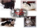 Chovatelska stanice ps�: PETR�V D�L, CZ